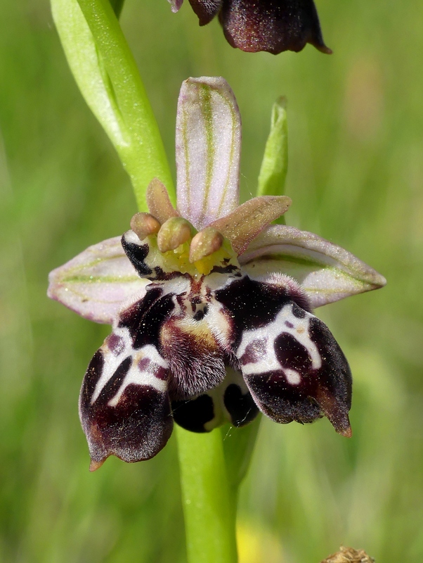 Ophrys tardive e altre orchidee in Epiro - Grecia settentrionale  22_30 maggio 2024.